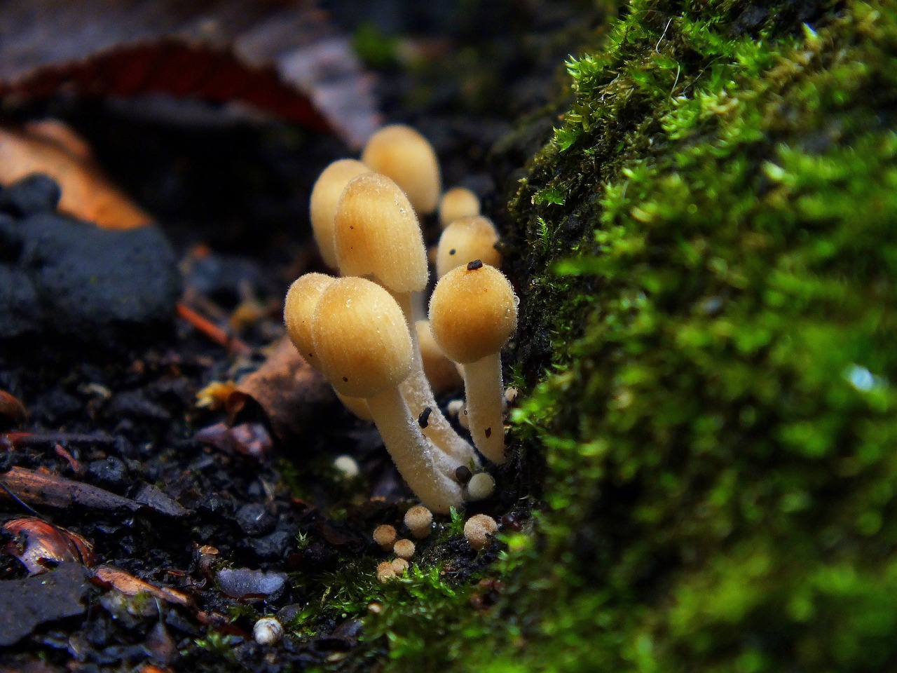 ¿Cómo aplicar humus en las plantas?