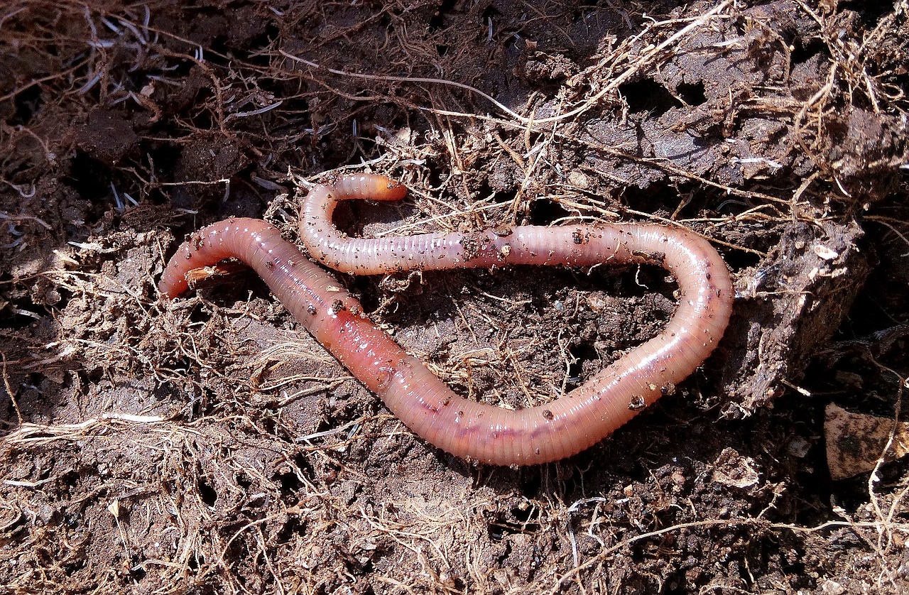 ¿Cuántos litros de humus de lombriz por hectarea?