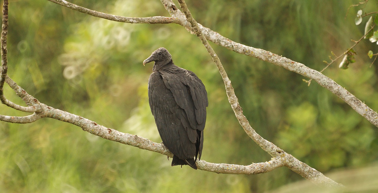 ¿Qué aporta la gallinaza al suelo?