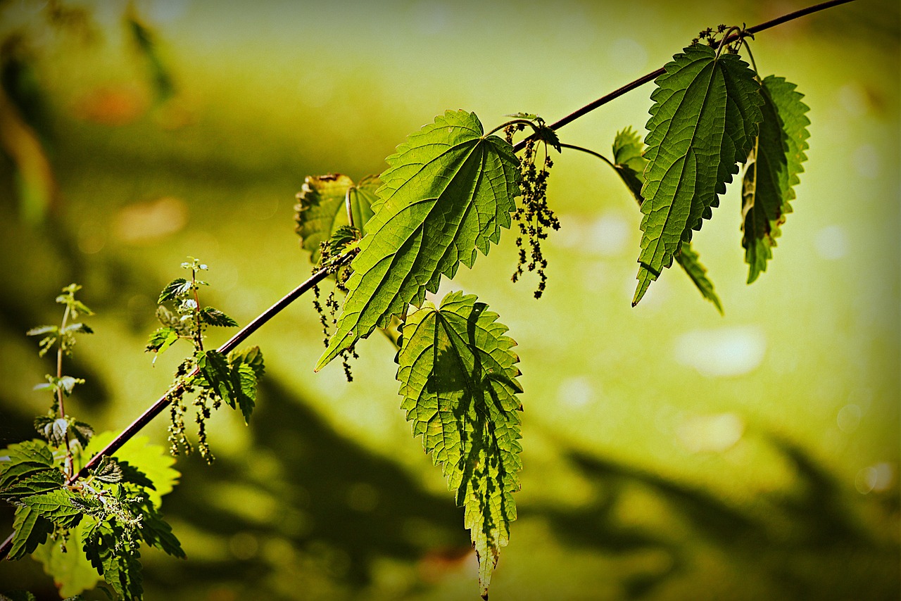 ¿Qué aporta la ortiga a las plantas?