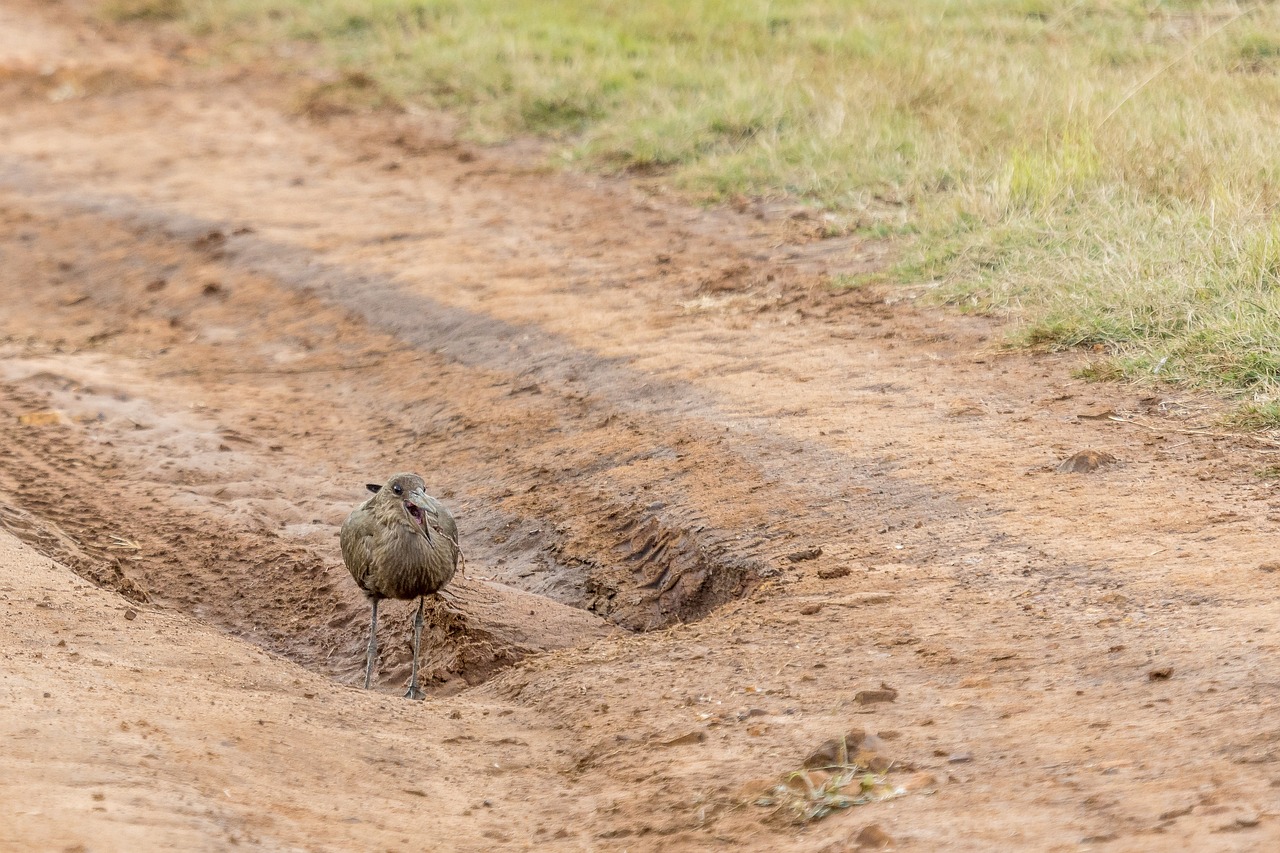 ¿Qué comen las lombrices de tierra?