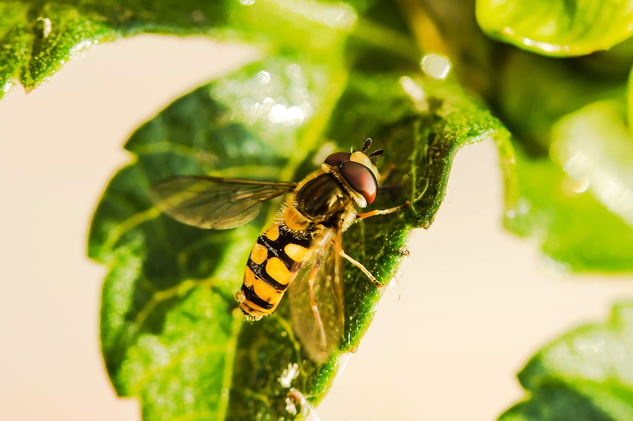 ¿Qué hacer si el compost tiene moscas?