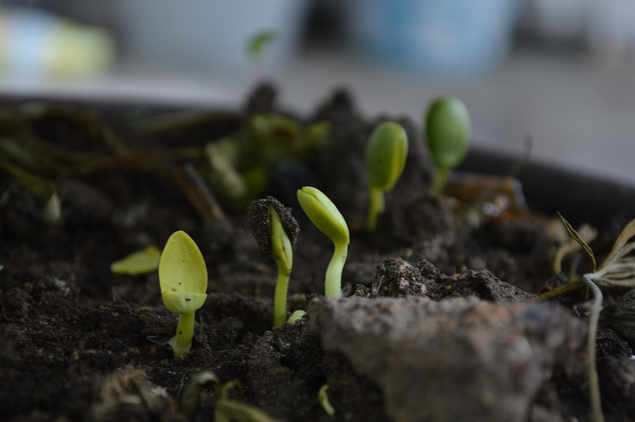 ¿Qué pasa si se moja el compost?