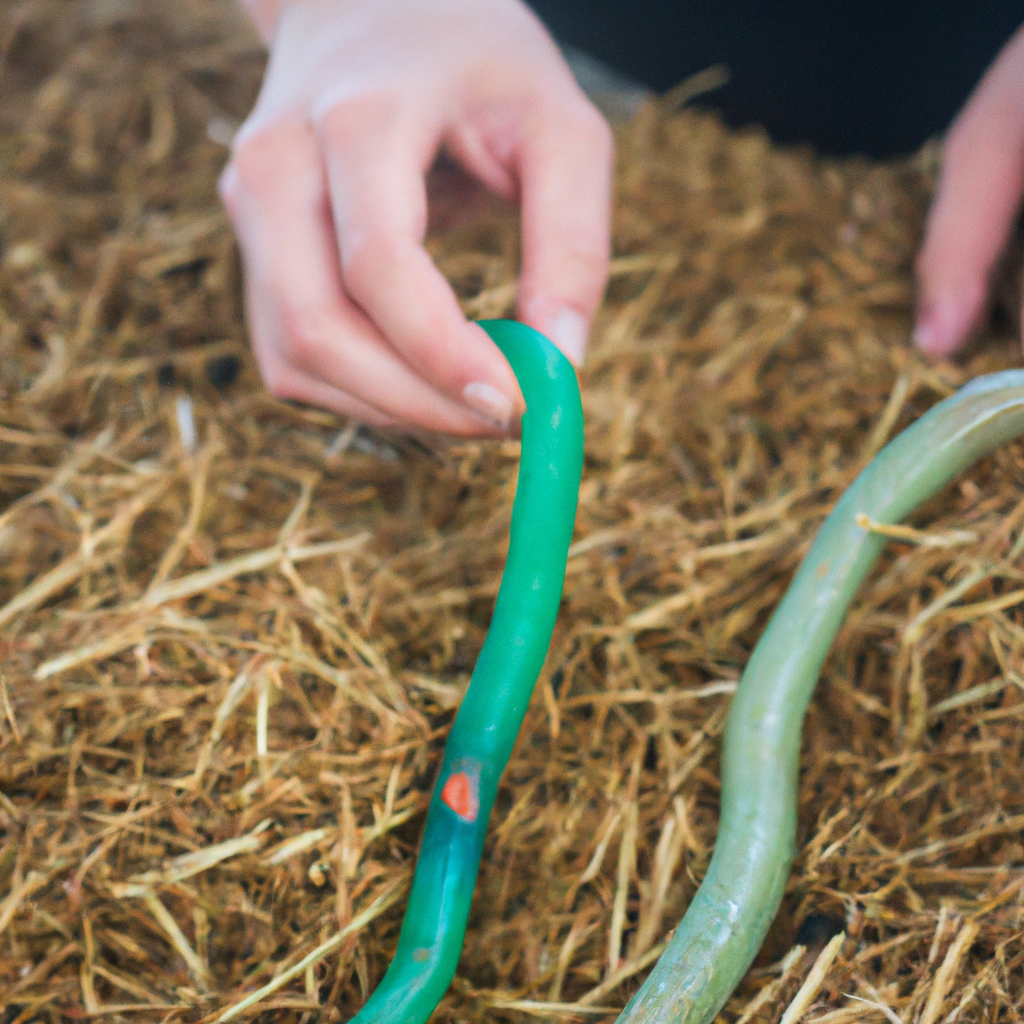 ¿Qué significa vermicompost?