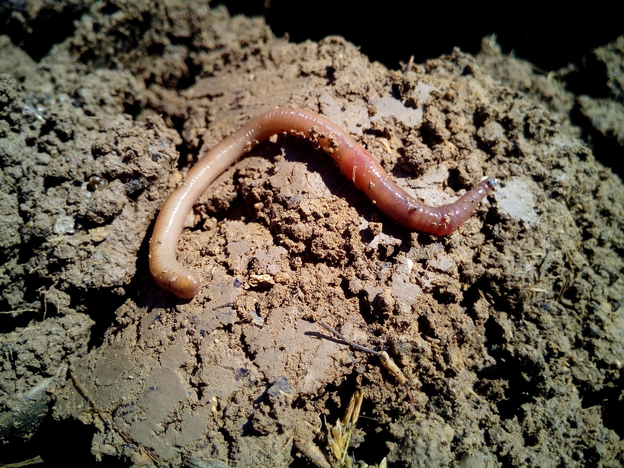 ¿Cómo aplicar el humus de lombriz en las plantas?