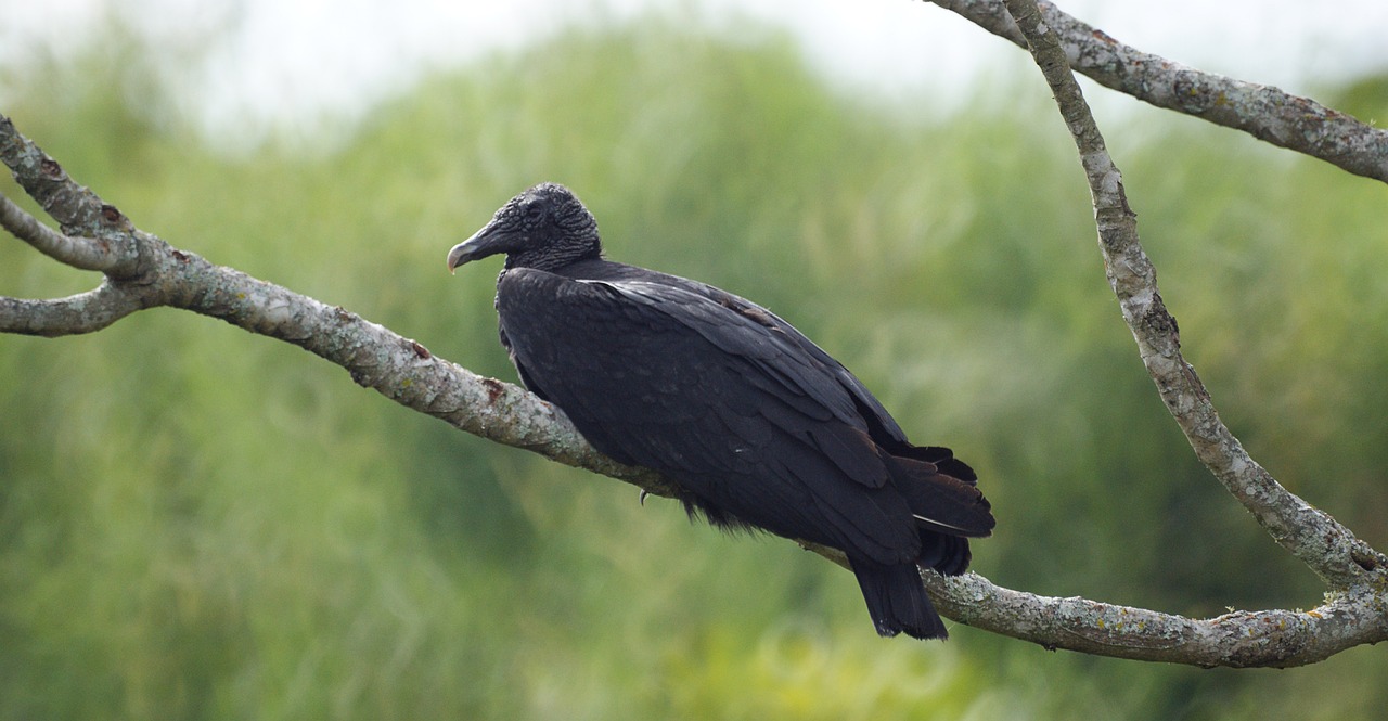 ¿Cómo se aplica la gallinaza?